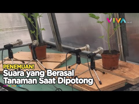 Ilmuwan Temukan Tanaman Menjerit Saat Dipotong, Begini Suaranya