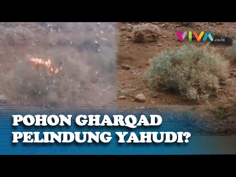 Heboh, Video Kemunculan Diduga Pohon Gharqad Lindungi Umat Yahudi
