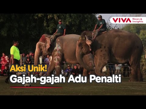 Gajah Dicoret Warna-Warni, Tampil Bak Bintang Sepak Bola