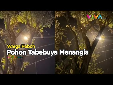 Misteri Pohon Menangis Terekam Kamera di Kepanjen Malang