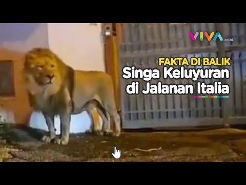 Warga Italia Panik dan Keheranan, Singa Keluyuran di Jalanan
