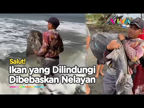 VIRAL! Nelayan Temukan Ikan Langka yang Dilindungi Saat Tertangkap Jaring