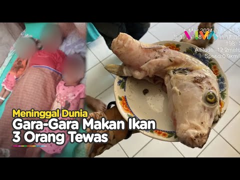 Makan Ikan Buntal, Ibu dan Dua Anaknya Meninggal di Maluku