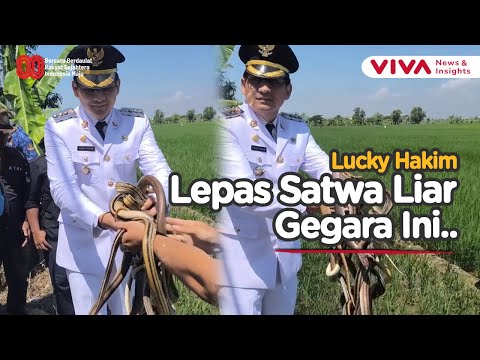 Unik! Bupati Lucky Hakim Lepas Ular, Burung Hantu, dan Biawak di Sawah