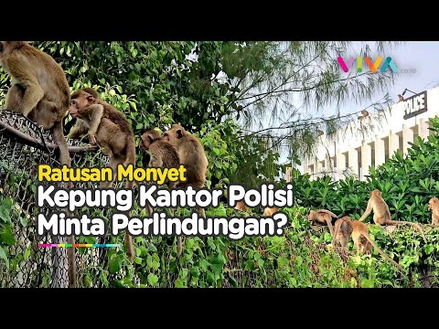 Gerombolan Monyet Kepung Kantor Polisi, Petugas Ketakutan Mengurung Diri