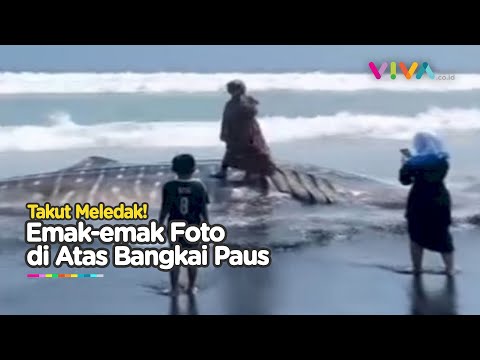 Bahaya! Emak-Emak Asyik Foto Bareng Paus Terdampar
