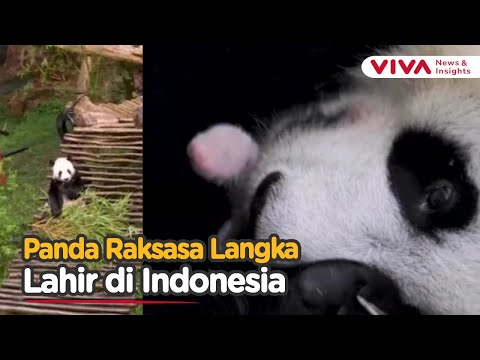 Anak Panda Raksasa yang Hampir Punah Lahir di Indonesia