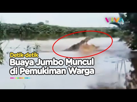 Geger! Buaya 'Monster' Muncul di Sungai Dekat Pemukiman Warga