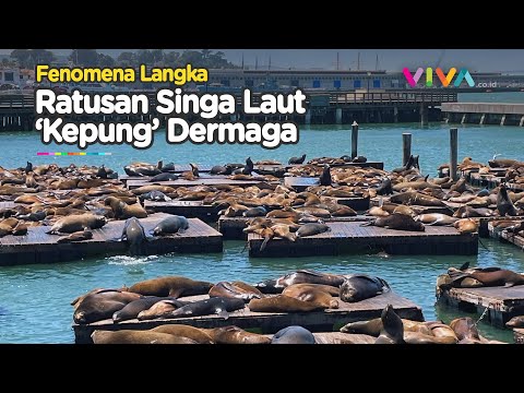 Sekitar 1.000 Singa Penuhi di Dermaga San Francisco dalam Seminggu