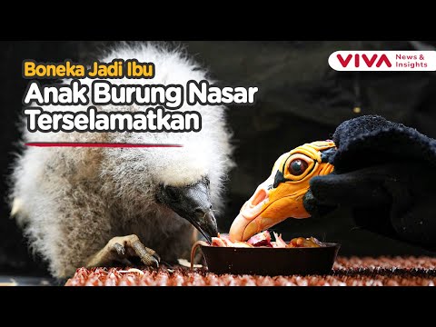 Unik! Anak Burung Nasar Dibesarkan Oleh Sebuah Boneka