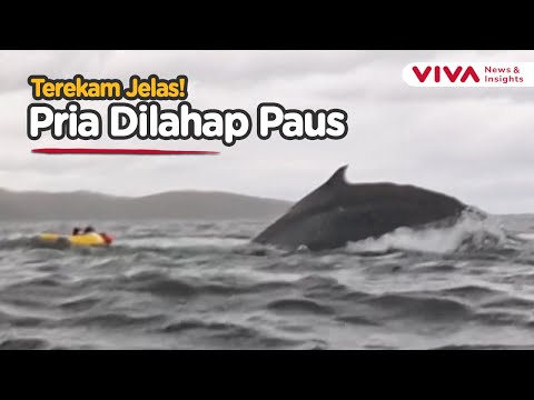 Viral Detik-detik Paus Bungkuk Terekam Makan Pemain Kayak