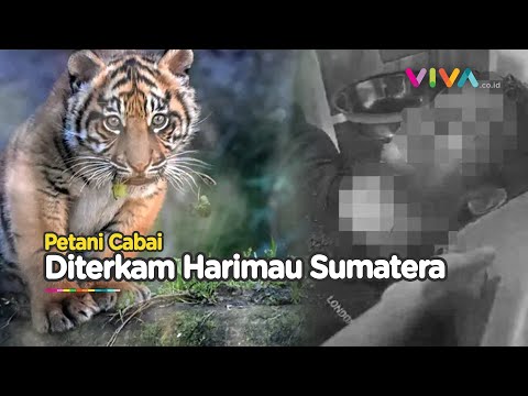 Lagi Panen Cabai, Warga Langkat Diserang Harimau Besar