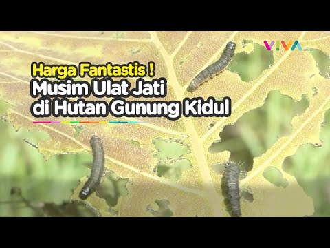 Musim Ulat Jati : Berkah Warga Gunungkidul