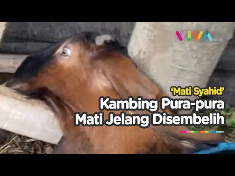 KOCAK! Kambing Pura-pura Mati, Eh Bangun Pas Dipencet 'Anunya'