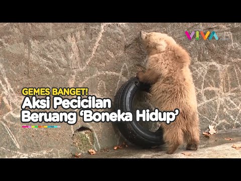 Bayi Beruang Menggemaskan Viral di Shanghai