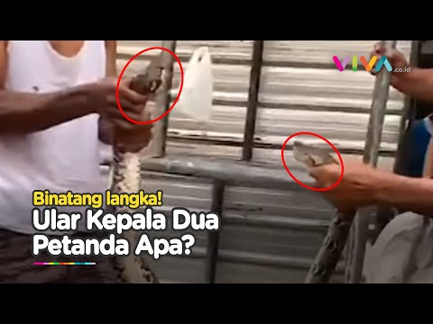 MISTIS! Kemunculan Ular Langka Kepala 2 Depan dan Belakang