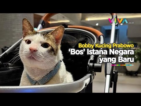Pesona Bobby Kertanegara, Kasta Tertinggi Istana Negara