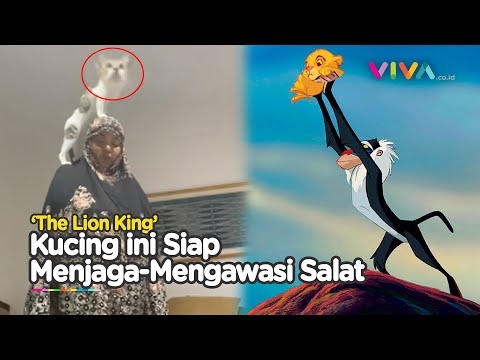 Lagi Khusyuk Salat Malah Ditunggangi Kucing Bak The Lion King