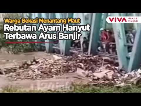 Warga Bekasi Taruhan Nyawa Rebutan Ayam Hanyut Gegara Banjir