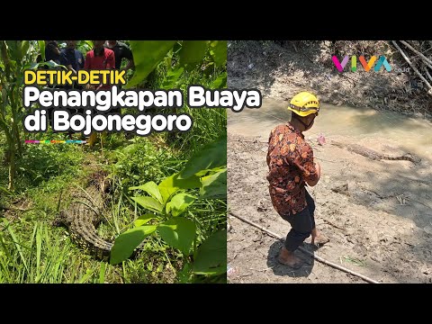 GEGER! Buaya 2 Meter Ditemukan di Bojonegoro, Dekat Pemukiman Warga