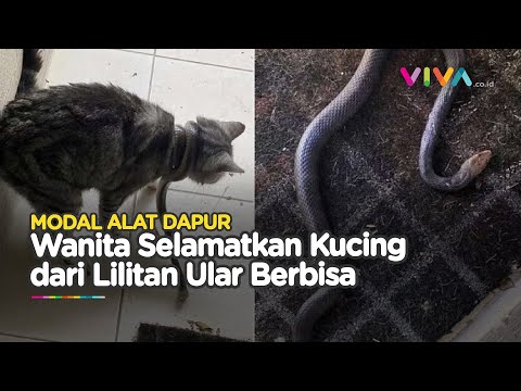 Penyelamatan Kucing dari Lilitan Ular Pakai Alat Dapur Seadanya