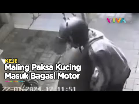 CCTV Pencurian Kucing, Dimasukkan Paksa ke Bagasi Motor