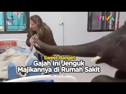 VIRAL! Gajah Jenguk Tuannya yang Terbaring di Rumah Sakit