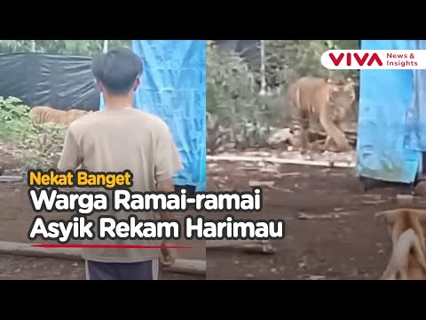 Harimau Sumatra Masuk Camp Pekerja, Warga Asyik Rekam