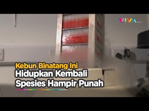 Kebun Binatang London Simpan DNA untuk Hidupkan Kembali Spesies yang Hampir Punah
