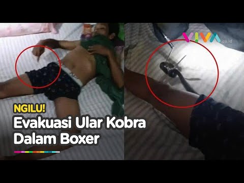 Masa Depan Hampir Ilang! Momen Ular Masuk ke Dalam Boxer Pria yang Lagi Tidur