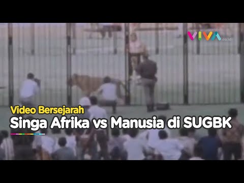 MENCEKAM! VIDEO Lawas Manusia vs Singa Afrika di SUGBK