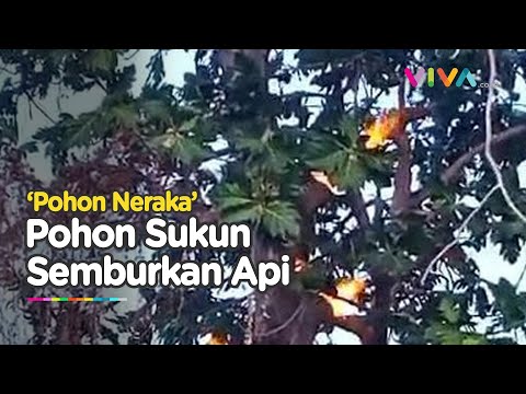 Fenomena Aneh, Pohon Sukun Semburkan Api