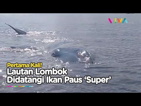 Warga Heboh! Temukan Ikan Paus 'Raksasa' Terdampar di Lombok