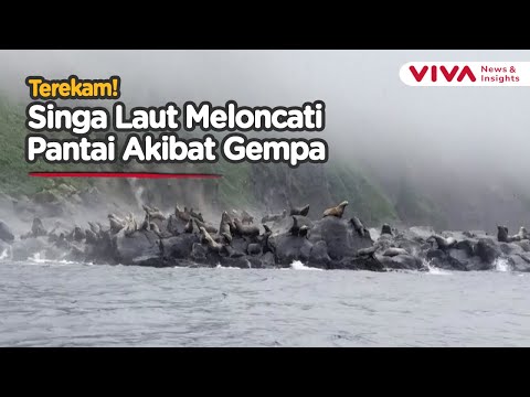 Singa Laut Panik! Detik-detik Hewan Kabur Saat Gempa 8,8 Guncang Rusia