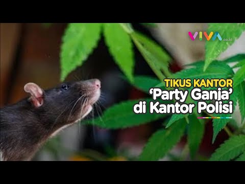 Gerombolan Tikus Teler Usai Pesta Ganja di Markas Besar Polisi New Orleans