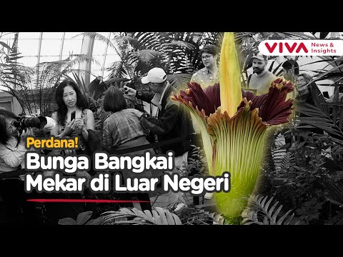 Langka dan Maut: Bunga Bangkai Indonesia Mekar di San Francisco