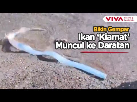 Ikan 'Kiamat' Muncul ke Permukaan di Pantai Meksiko, Pertanda Apa?