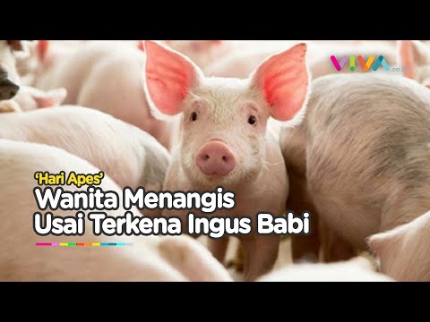 Viral Wanita Kena Air Liur Babi, Auto Bersihkan Diri Pakai Tanah
