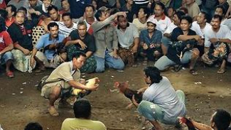 Oknum Polisi Keciduk Judi Sabung Ayam, Ibu Aniaya Anak hingga Tewas