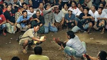 Sabung ayam
