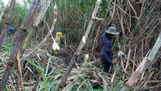 Kejar Target dari Erick Thohir, PTPN Gencar Pasok Bibit Tebu ke Petani