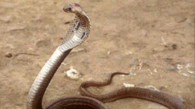 King Cobra.