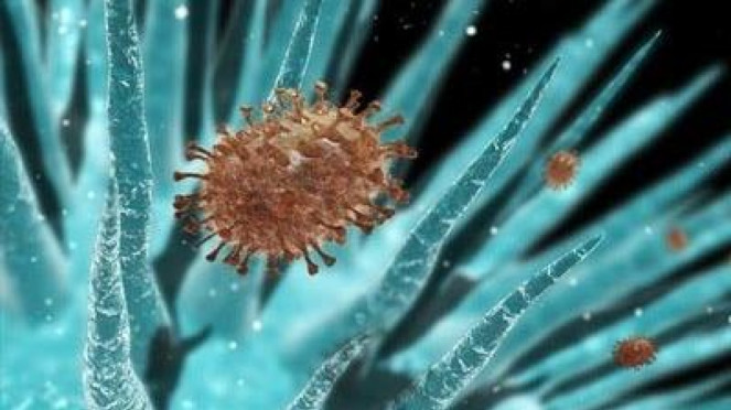 Virus Flu Babi
