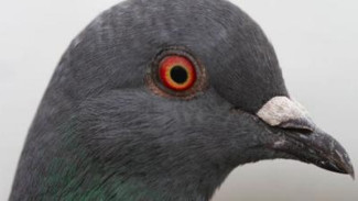 10 Burung yang Tidak Bisa Terbang