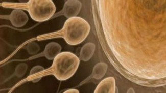 Studi: Bayi Tabung 'Tiga Orang Tua' Terbukti Aman