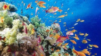 2030, Hewan dan Tumbuhan Laut Diprediksi Punah