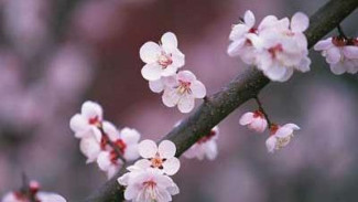Jepang Masih Jadi Destinasi Favorit Musim Semi Wisatawan Asia