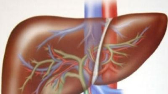 Ilustrasi organ hati