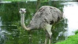 5 Deadliest Birds in the World