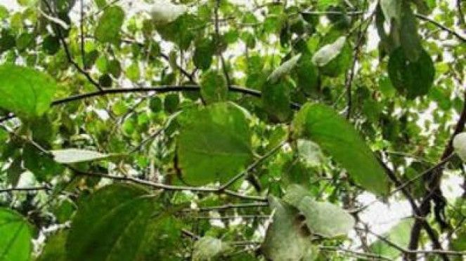 Daun Bidara Laut